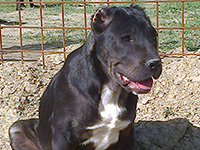 cucciolo cane corso nero